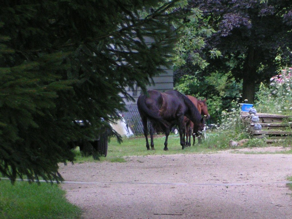 A horse in its field