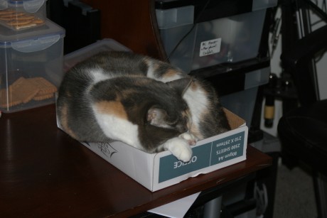 Little Kitty In A Box