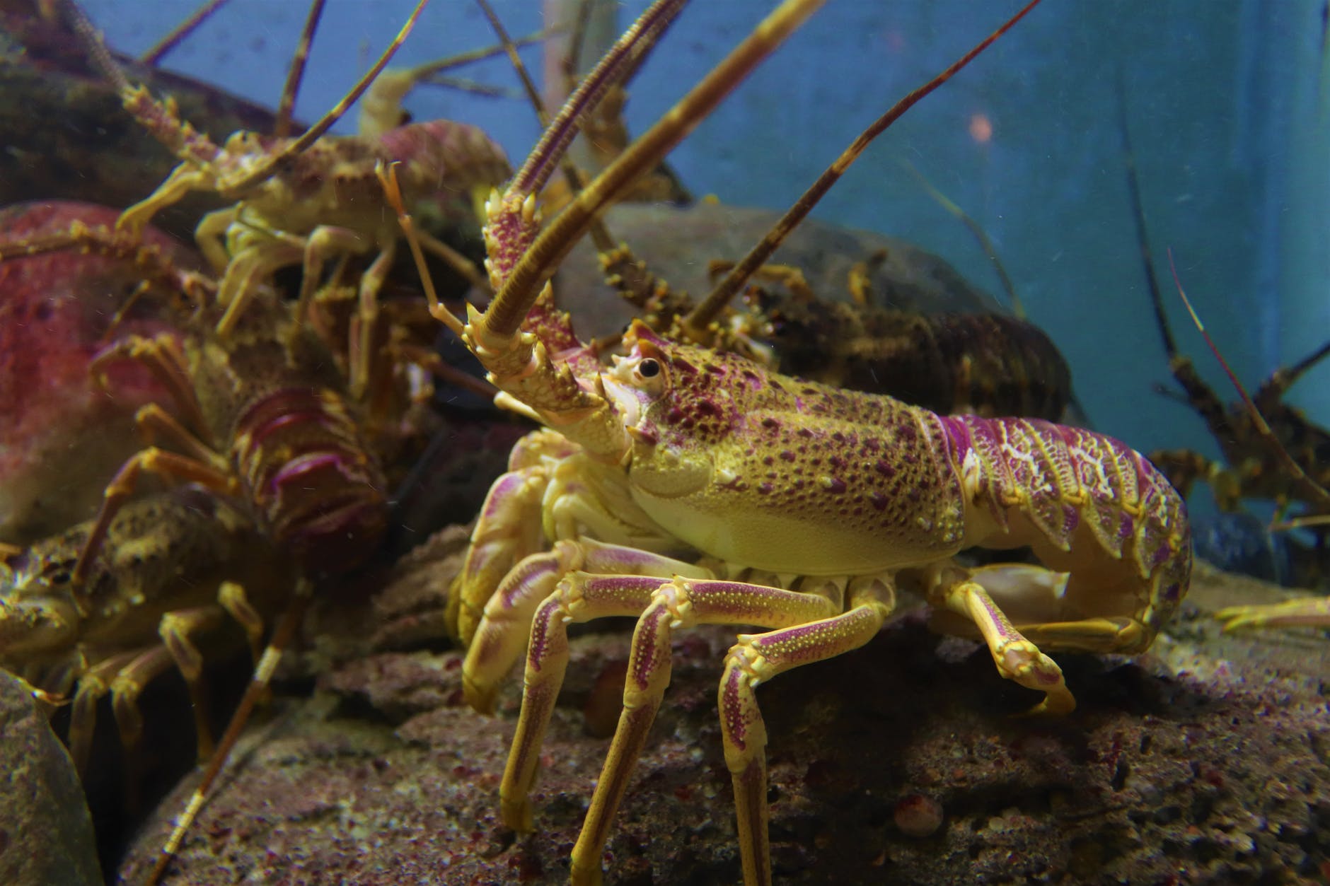 close up of lobster underwater